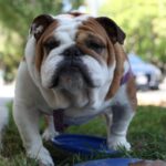 Bulldog - white and brown short coated dog on green grass during daytime