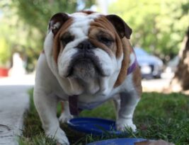 What Are the Common Allergies in English Bulldogs and How to Manage Them?