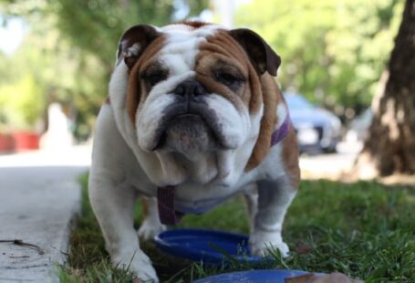 Bulldog - white and brown short coated dog on green grass during daytime