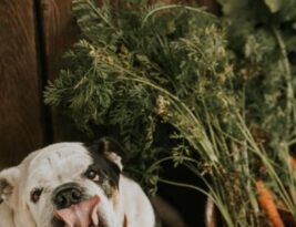 What Are the Common Behavioral Traits of English Bulldogs?