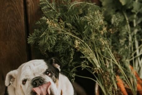 Bulldog - Dog next to a Basket with Freshly Picked Carrots