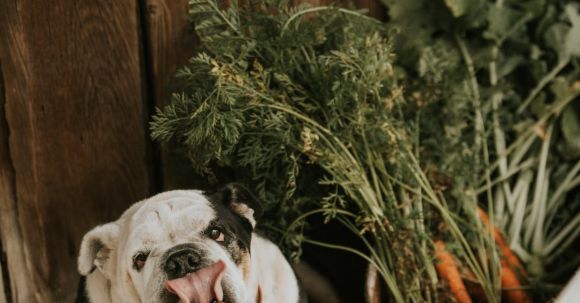 Bulldog - Dog next to a Basket with Freshly Picked Carrots
