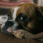 Bulldog - English Bulldog On Couch
