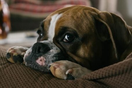 Bulldog - English Bulldog On Couch