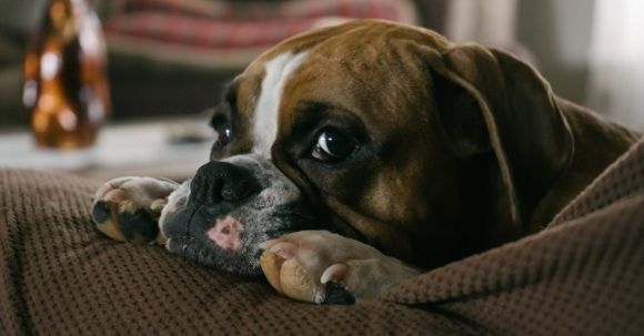 Bulldog - English Bulldog On Couch