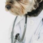 Dog Veterinarian - Attentive purebred dog in clothes with professional medical instrument looking away on white background