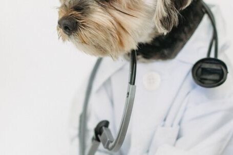 Dog Veterinarian - Attentive purebred dog in clothes with professional medical instrument looking away on white background