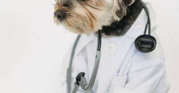 Dog Veterinarian - Attentive purebred dog in clothes with professional medical instrument looking away on white background
