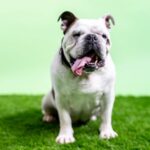 Bulldog - white and black english bulldog on green grass field during daytime