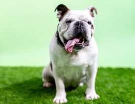 What Are the Ideal Measurements for an English Bulldog?