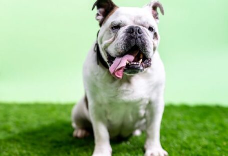 Bulldog - white and black english bulldog on green grass field during daytime