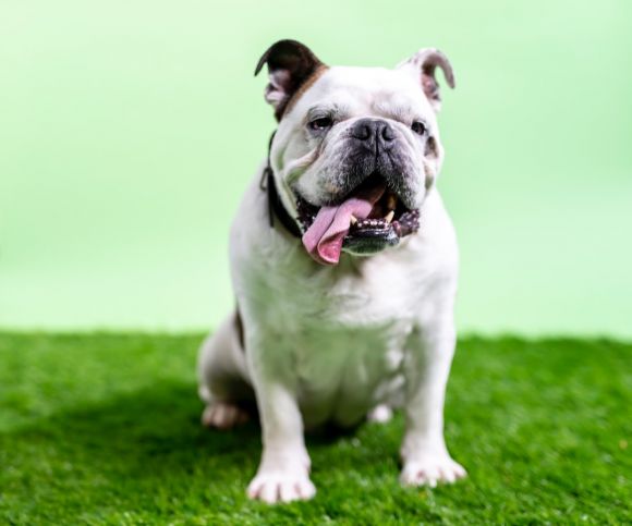 Bulldog - white and black english bulldog on green grass field during daytime