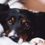 Dog Eye - black and brown adult dog
