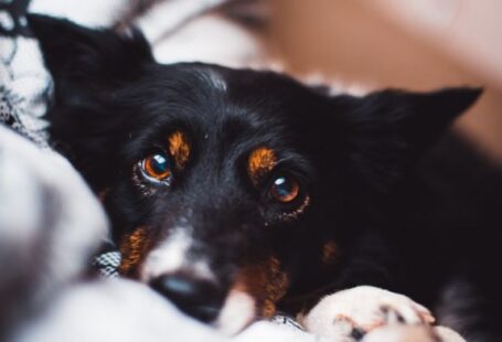 Dog Eye - black and brown adult dog