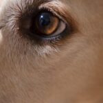 Dog Eye - Focus on the Eye of a Dog