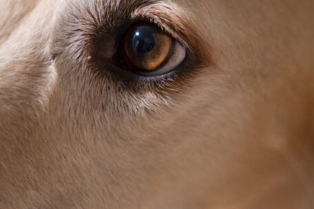 Dog Eye - Focus on the Eye of a Dog