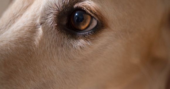Dog Eye - Focus on the Eye of a Dog
