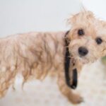 Dog Grooming - Cream Toy Poodle Puppy in Bathtub