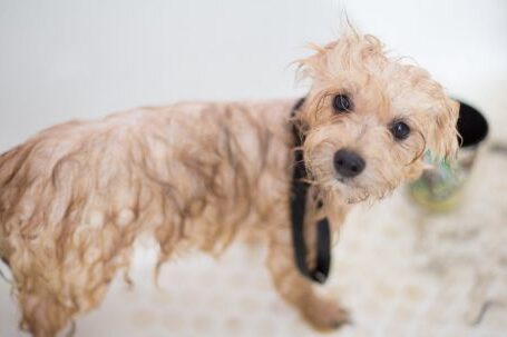 Dog Grooming - Cream Toy Poodle Puppy in Bathtub