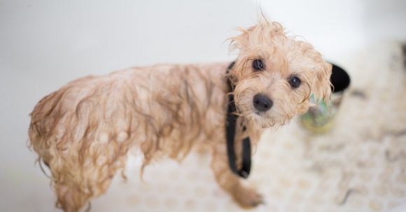 Dog Grooming - Cream Toy Poodle Puppy in Bathtub