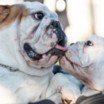 Recommended Vaccinations: Bulldogs Preventive Medications: Bulldogs - Close-Up Shot of Two Adorable Bulldogs