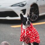 Bulldog Foot Requirements. - Crop person on street with dog and car