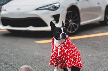 Bulldog Foot Requirements. - Crop person on street with dog and car