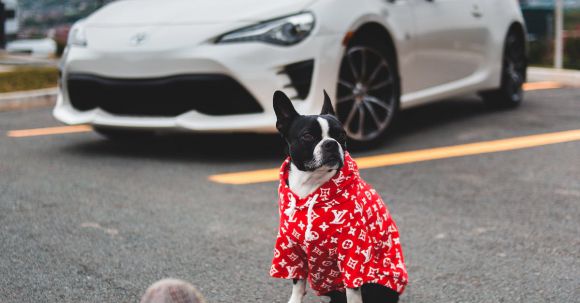 Bulldog Foot Requirements. - Crop person on street with dog and car