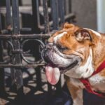 Bulldog - White And Brown English Bulldog