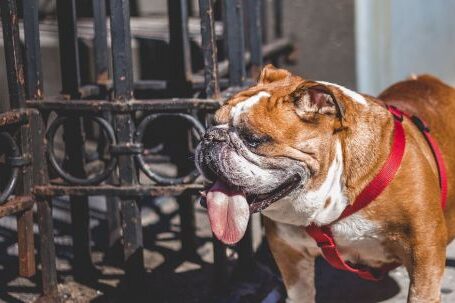 Bulldog - White And Brown English Bulldog