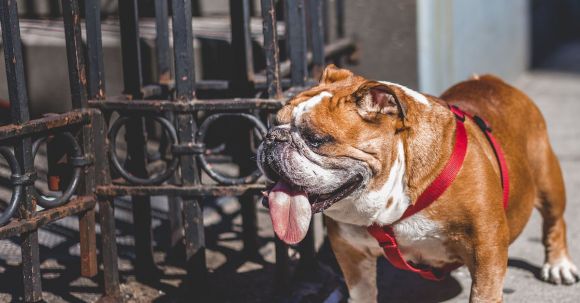 Bulldog - White And Brown English Bulldog