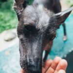 Dog Food - Photo of Person Feeding Dog Outside