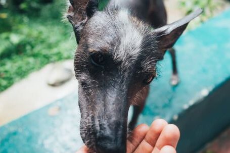 Dog Food - Photo of Person Feeding Dog Outside