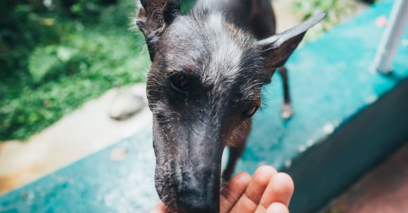 Dog Food - Photo of Person Feeding Dog Outside